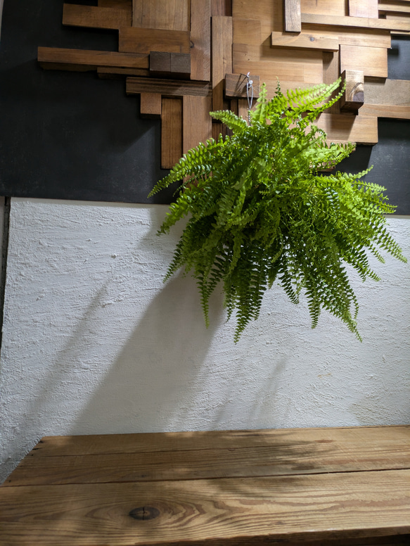 【送料無料】 ネフロレピス ツデー ［板付/人気］【インテリアグリーン・インドアグリーン】 3枚目の画像