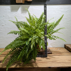 【送料無料】 ネフロレピス ツデー ［板付/人気］【インテリアグリーン・インドアグリーン】 5枚目の画像