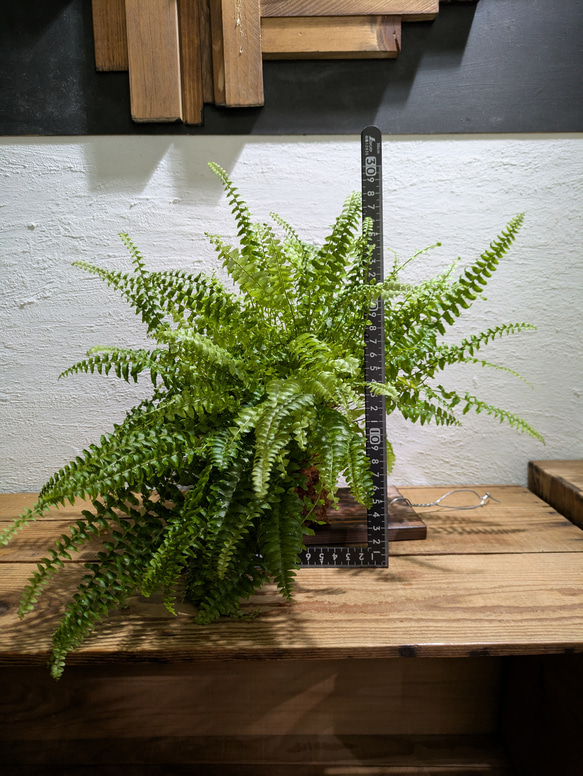 【送料無料】 ネフロレピス ツデー ［板付/人気］【インテリアグリーン・インドアグリーン】 5枚目の画像