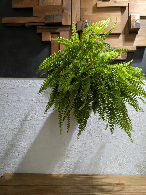 【送料無料】 ネフロレピス ツデー ［板付/人気］【インテリアグリーン・インドアグリーン】 1枚目の画像