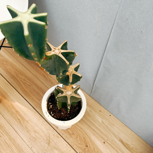 現品］G 柱サボテン 鬼面角 ブランチ 7号 観葉植物 室内