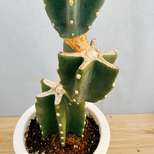現品］G 柱サボテン 鬼面角 ブランチ 7号 観葉植物 室内
