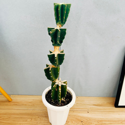 c883b36924bf8b7b9cfa38dcd53726