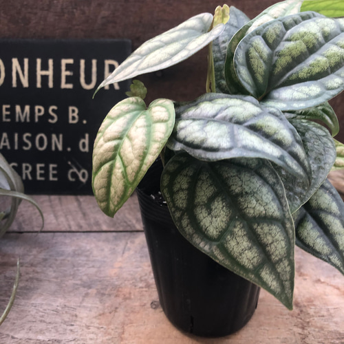 プランツモンスター plants monsters pot 大鉢(B) CATEGORY