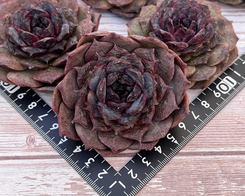 42f94df90736fba6ea8a0fce44b483