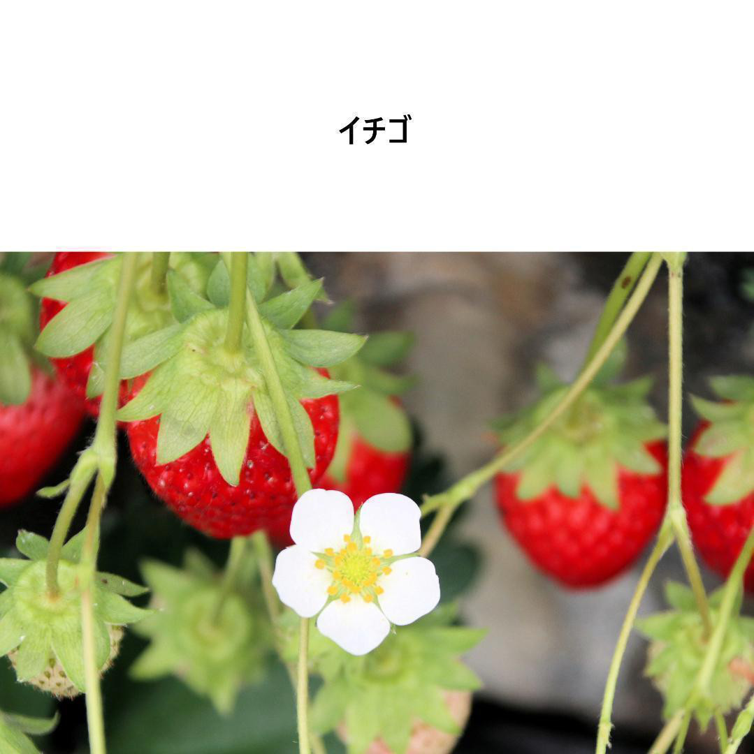 【子供用】エプロン おしゃれ ドレス ワンピース 大人 ギャザー スタイリッシュ 綿麻 ブランド イチゴ ストロベリー