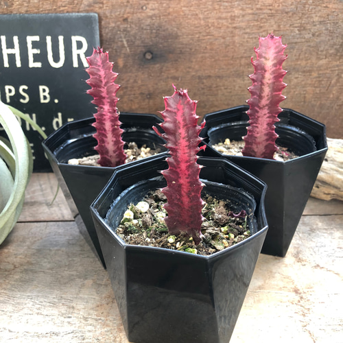 紅彩雲閣♡ユーフォルビア♡多肉植物♡紅サイウンカク アートフラワー