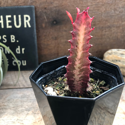 ★ポットごと♡吊り下げネペンテス♡ガヤ♡5号♡ウツボカズラ♡食虫植物♡ 吊り下げネペンテス♡ガヤ♡5号♡ウツボカズラ♡食虫植物