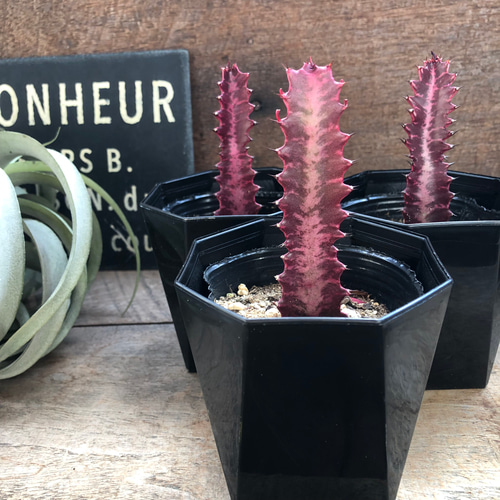 紅彩雲閣♡ユーフォルビア♡多肉植物♡紅サイウンカク アートフラワー