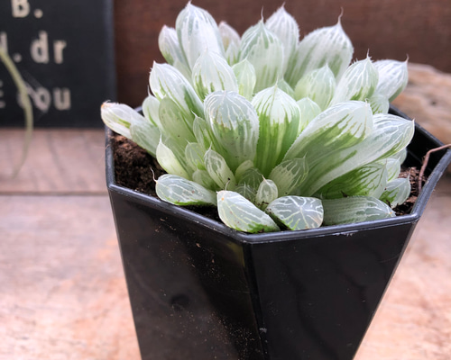 【期間限定出品】ハオルチア ピリフェラ RIB0136　多肉植物 期間限定出品】ハオルチア ピリフェラ RIB0136 多肉植物 - メルカリ
