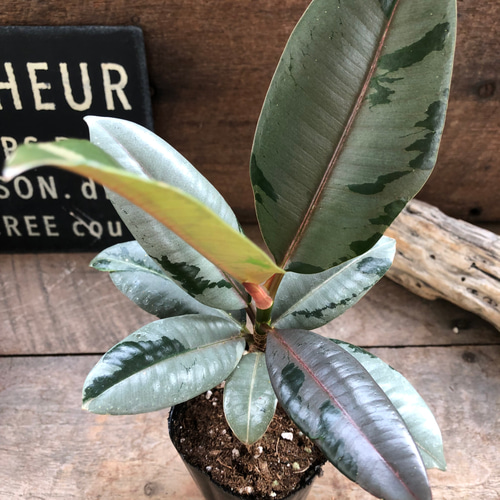 【超希少】鉢込フィカス　ドリーミーアサヒ　ゴムの木 超希少】鉢込フィカス ドリーミーアサヒ ゴムの木 フィカスドリーミー