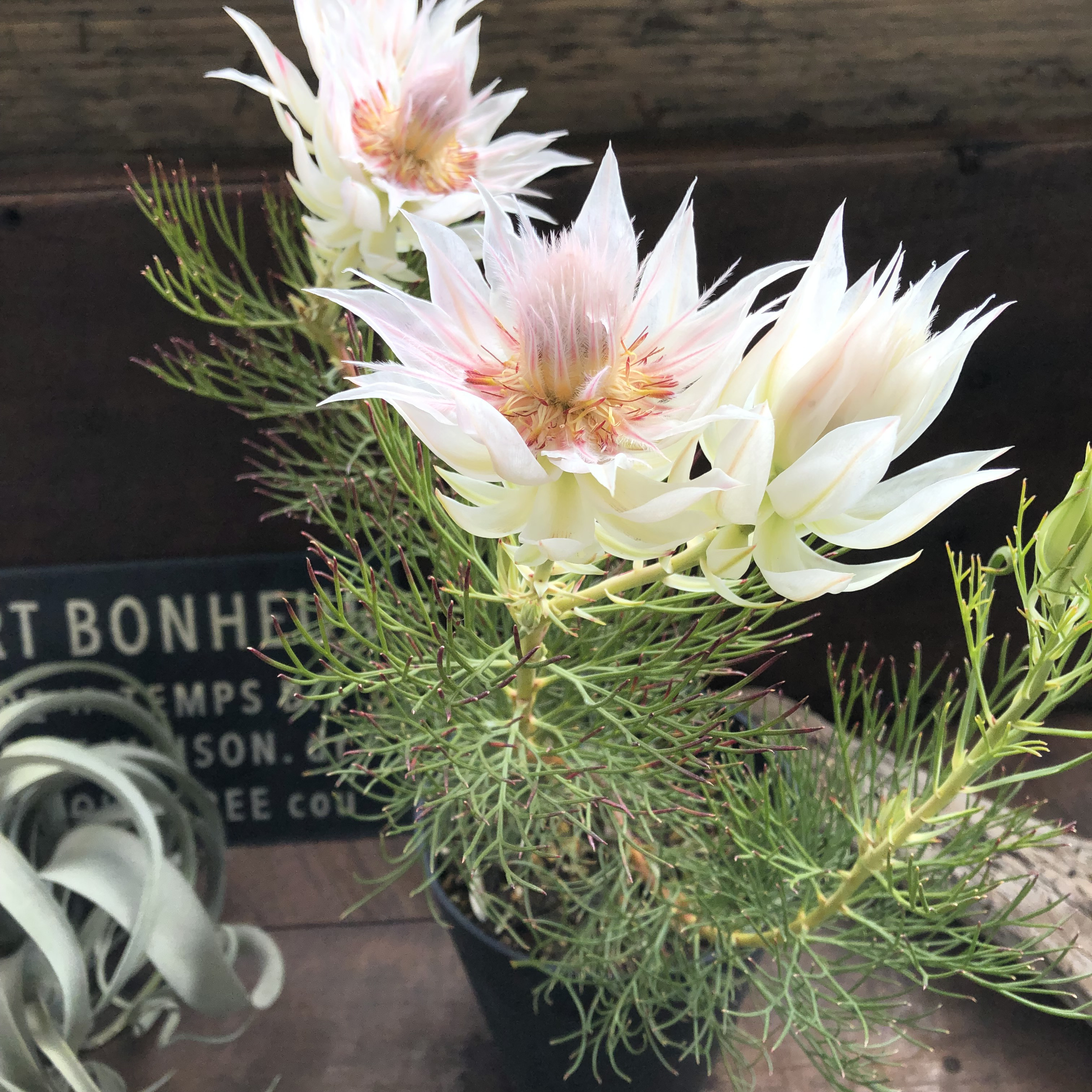 ブラッシングブライト♡セルリア♡大苗♡ガーデニング