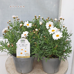 常緑樹　メラレウカ　メディカルティーツリー　トピアリー仕立て 花苗 常緑樹 メラレウカ・ティーツリー トピアリー仕立て 4号ポット