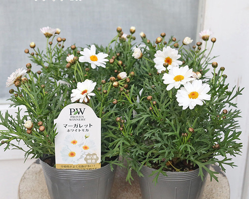 花苗 PW マーガレット ホワイトモカ 3.5号 多年草 よく咲く 四季咲き