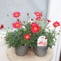 花寄せ植え ジュリアン＆アリッサム ギャザリングリース35㎝受注生産