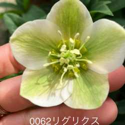 クリスマスローズ 原種hyb 多肉植物 植花夢 通販 18852655｜Creema