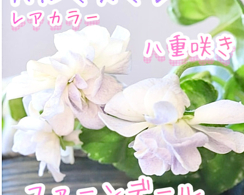 魅了しちゃう❣️ファーンデール 八重咲き パルマスミレ 耐寒-10℃寒さ