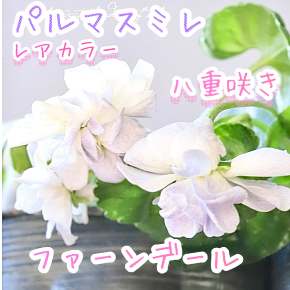 魅了しちゃう❣️ファーンデール 八重咲き パルマスミレ 耐寒-10℃寒さ