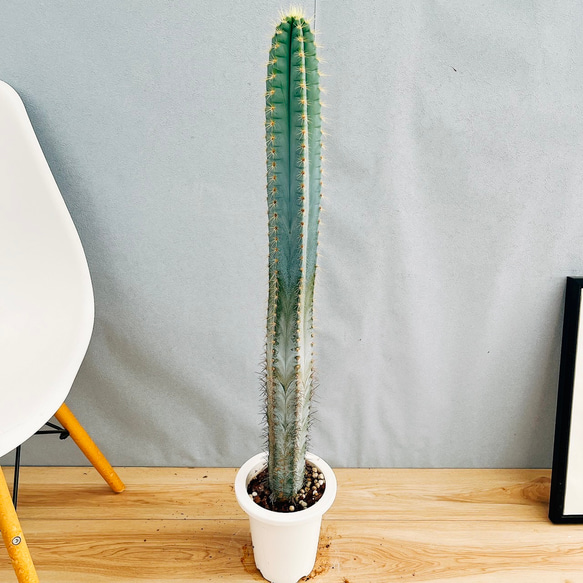 現品］【希少】2番 柱サボテン アズレウス 6号 観葉植物 レア ブルー