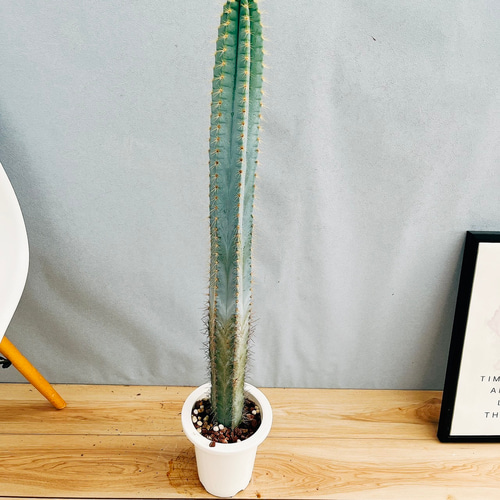 現品］【希少】2番 柱サボテン アズレウス 6号 観葉植物 レア ブルー