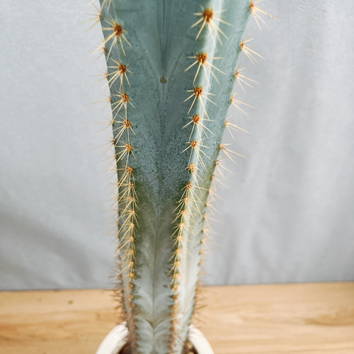 現品］【希少】2番 柱サボテン アズレウス 6号 観葉植物 レア