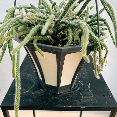 現品］リプサリス ピロカルパ 観葉植物 室内 蔓性 かわいい 吊り