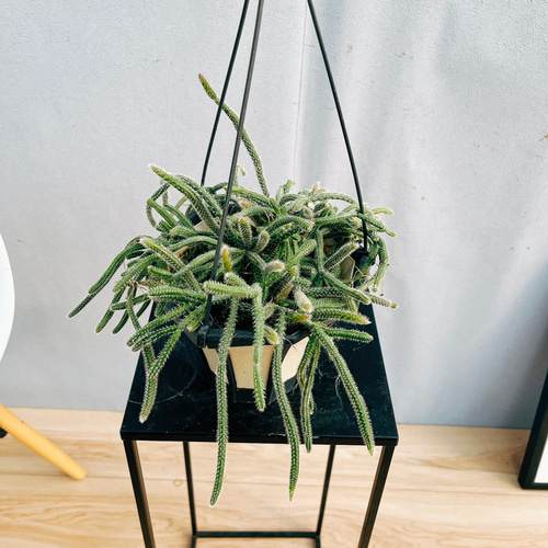 現品］リプサリス ピロカルパ 観葉植物 室内 蔓性 かわいい 吊り