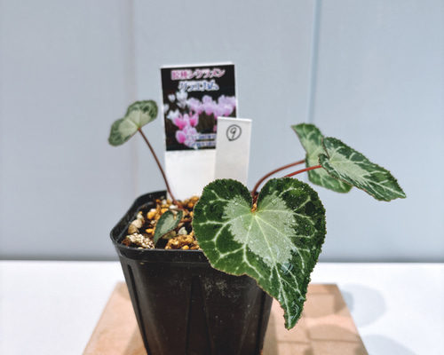 原種シクラメン♡ グラエカム⑨ アートフラワー Little Garden 通販