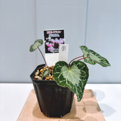 原種シクラメン♡ グラエカム⑨ アートフラワー Little Garden 通販