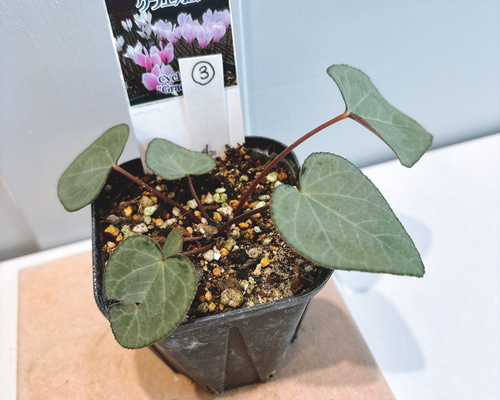 原種シクラメン♡ グラエカム アートフラワー Little Garden 通販