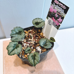 直立性☆ スギサキリウム スタンディングオベーション アートフラワー