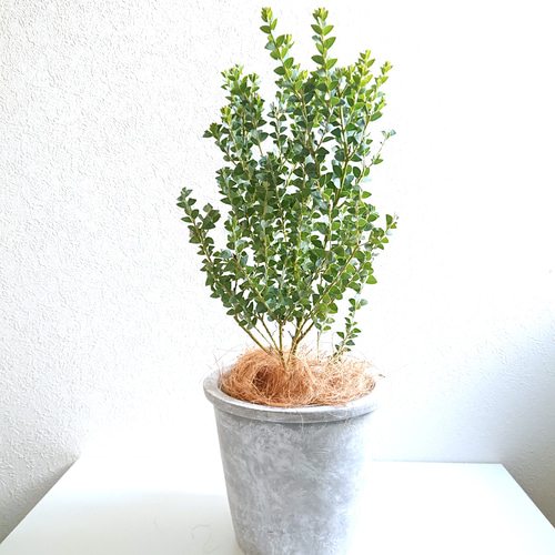 ○限品3点のみ○ ミモザの木 希少 葉多め ”ミモザ・三角葉アカシア