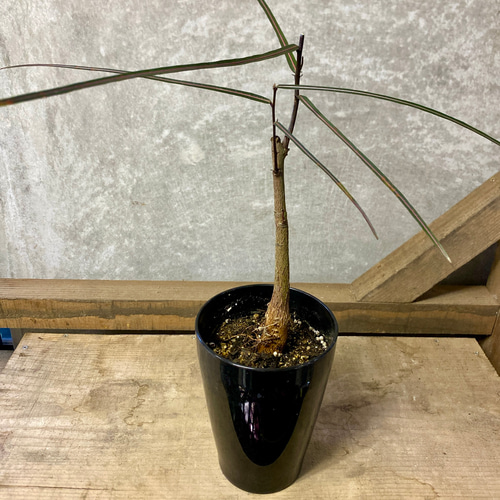 観葉植物 ブラキキトン ボトルツリー アートフラワー plant life 通販 