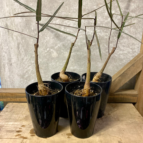 観葉植物 ブラキキトン ボトルツリー アートフラワー plant life 通販 