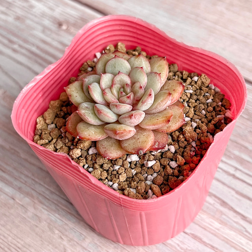 **週末のみ出品** 多肉植物　韓国苗　りんごの花　抜き苗　10cm以上 週末のみ出品** 多肉植物 韓国苗 りんごの花 抜き苗 10cm以上