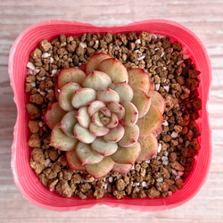 多肉植物 韓国苗 のおすすめ人気通販 検索結果｜Creema(クリーマ