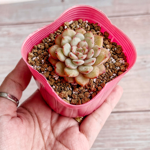 多肉植物 萌豆xゴールドスピンク カット苗 韓国苗 多肉植物