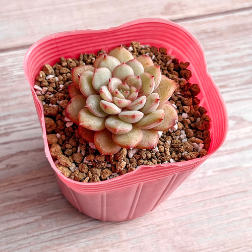 多肉植物 萌豆xゴールドスピンク カット苗 韓国苗 多肉植物 多肉植物 萌豆xゴールドスピンク カット苗 韓国苗 多肉植物