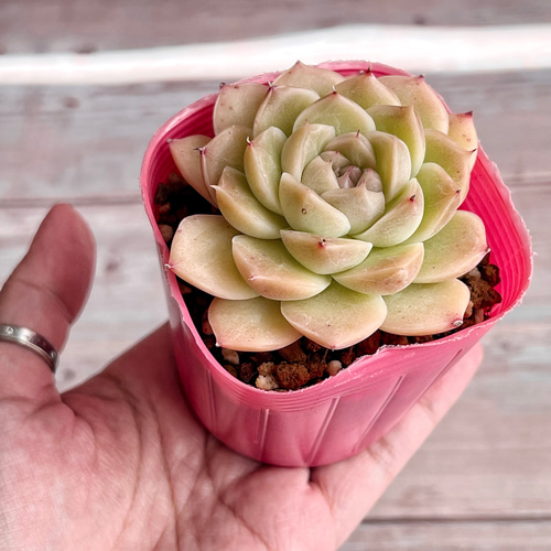 韓国多肉カット苗 韓国苗】多肉植物 カット苗 セット B 商品一覧 | 多肉植物カット苗の