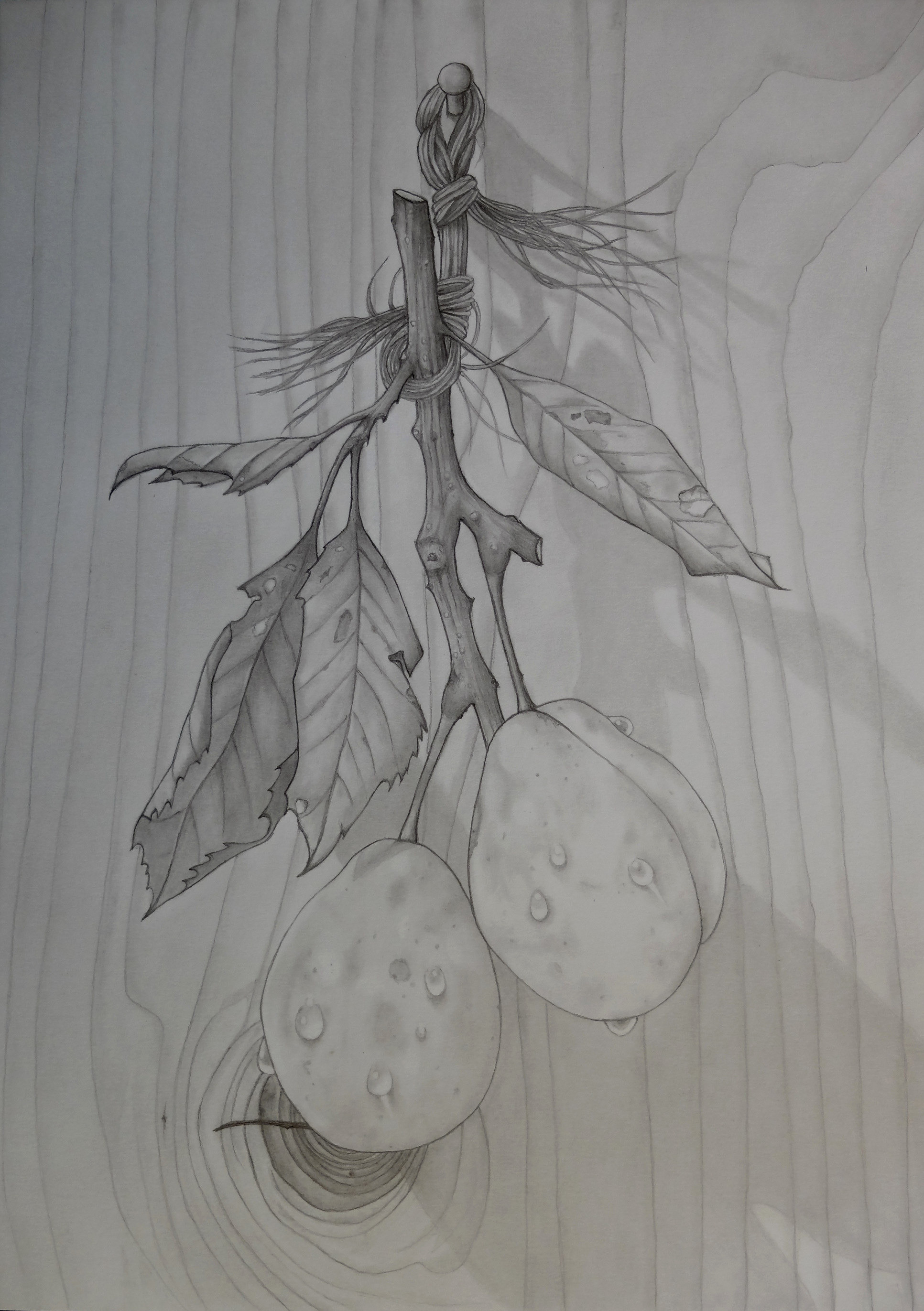 プルーン（鉛筆画）