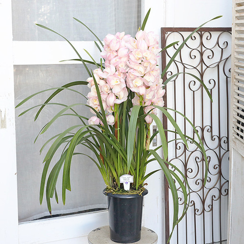 値引きセール 現品販売 鉢花 シンビジューム エレガントレディ 5本