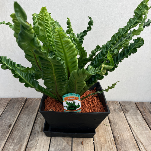 アスプレニウム＊プリカーツム アカキ＊シダ植物＊観葉植物＊鉢皿付き
