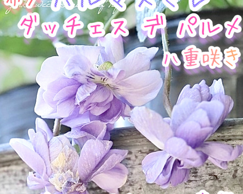 パルマ・デ・トゥールーズ 八重咲き パルマスミレ 苗 希少 耐寒