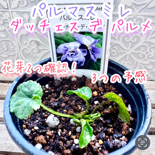 レアカラー ダッチェスパルメ パルマスミレ 耐寒-10℃寒さ強し ニオイ