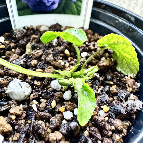 甘い香りダッチェス デ パルメパルマスミレダブル咲き花芽二つ寒さ強し