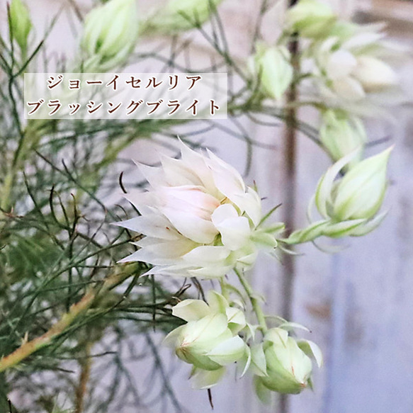 花の形状 シャンデリア ホワイト グリーン 072 WAX, STONE, LIGHT