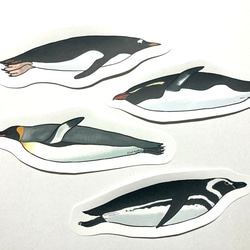 泳ぐペンギンのメッセージレター 4枚目の画像