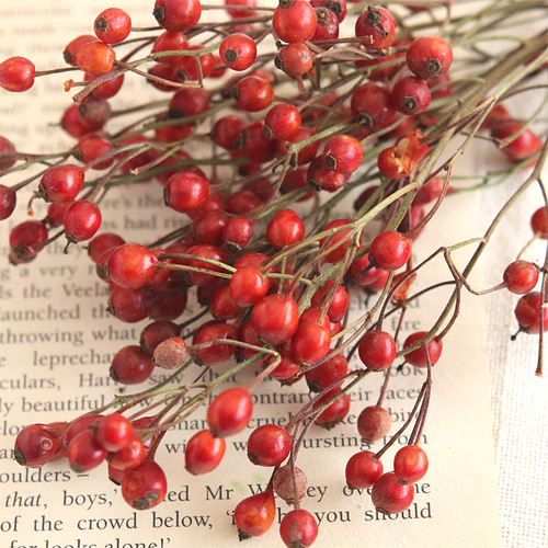 バラの実 ドライフラワー 8本 花材 国産 野ばらの実 ドライフラワー