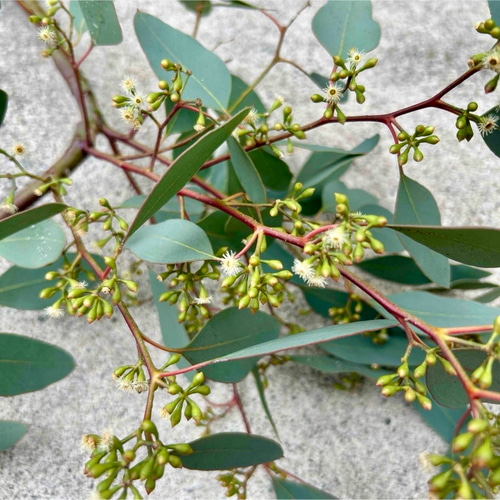 ポポラス ポポラスベリー 切り枝材料 ドライフラワー Satsuki 通販