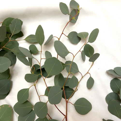 ポポラス ポポラスベリー 切り枝材料 ドライフラワー Satsuki 通販